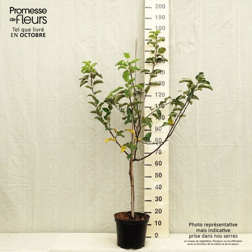 Apple Tree Choupette - Malus domestica 7.5L/10L pot, Goblet sample as delivered in autumn