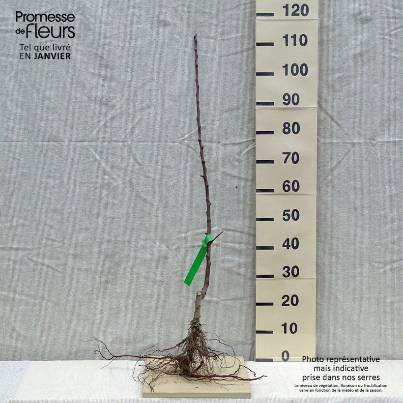Organic Apple Tree Cox's Orange Pippin - Malus domestica Bare root, Scion sample as delivered in winter