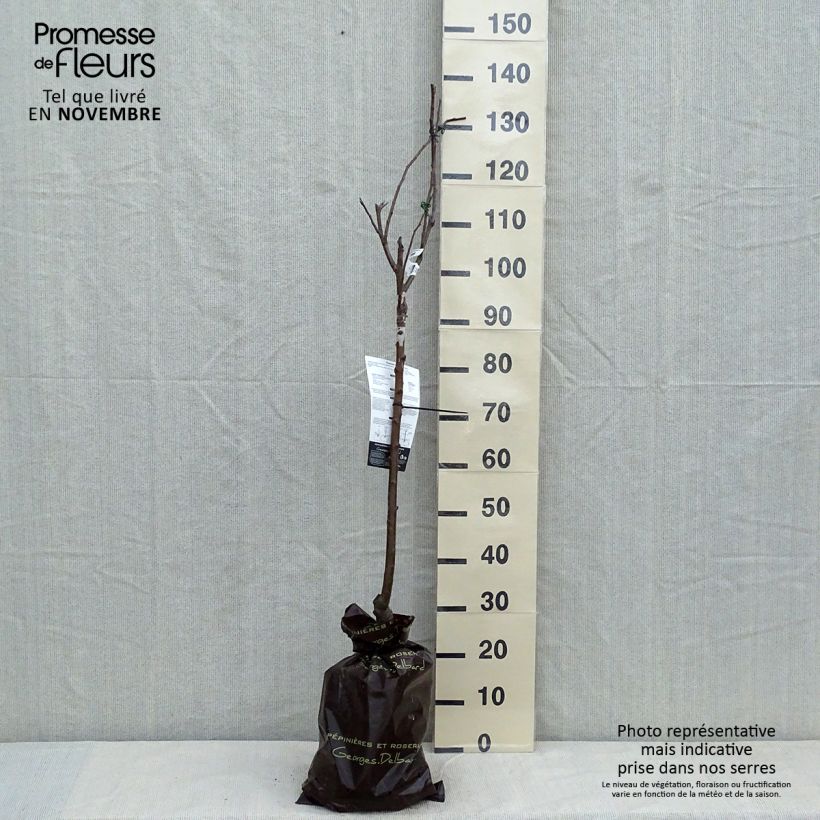 Apple Tree Cybele - Malus domestica Ready-to-plant root ball, Goblet sample as delivered in autumn