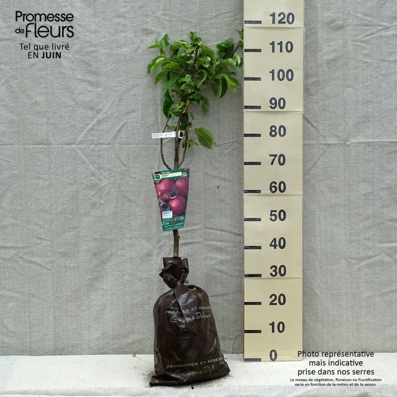 Apple Tree Cybele - Malus domestica Ready-to-plant root ball, Goblet sample as delivered in spring