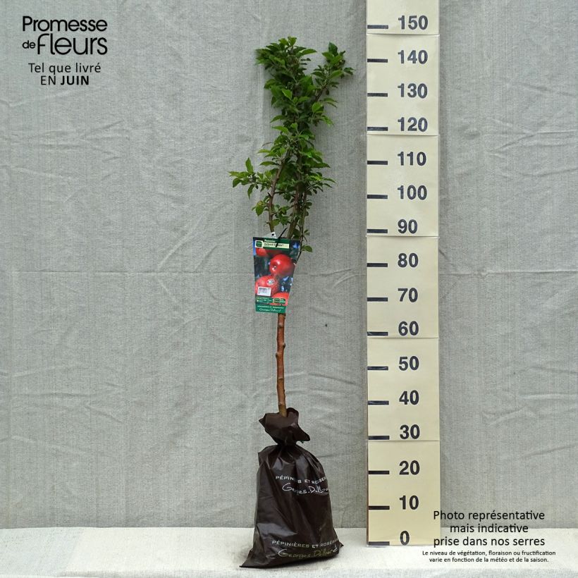 Apple Tree Celeste - Georges Delbard Ready-to-plant root ball, Goblet sample as delivered in spring