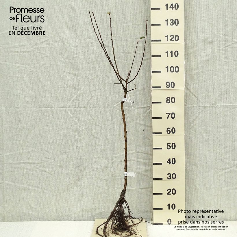 Apple Tree Celeste - Georges Delbard Bare root, Goblet sample as delivered in winter