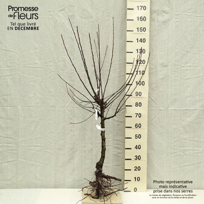 Apple Tree Divine - Malus domestica Bare root, Goblet sample as delivered in winter