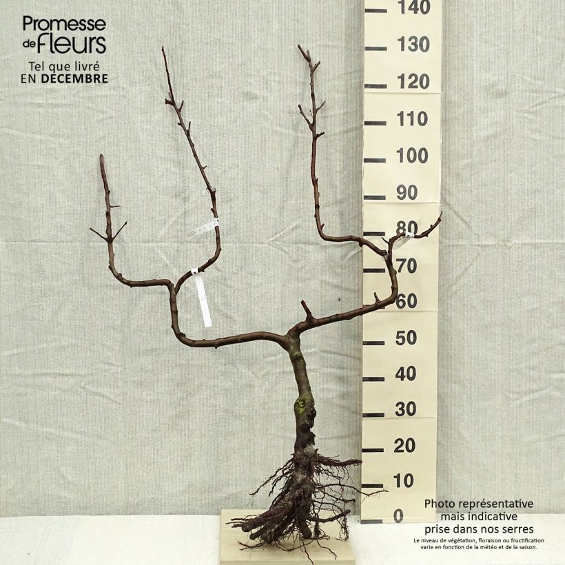 Apple Tree Divine - Malus domestica Bare root, Double u-shaped espalier sample as delivered in winter