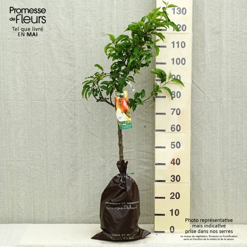 Apple Tree Delbarestivale - Malus domestica Ready-to-plant root ball, Goblet sample as delivered in spring