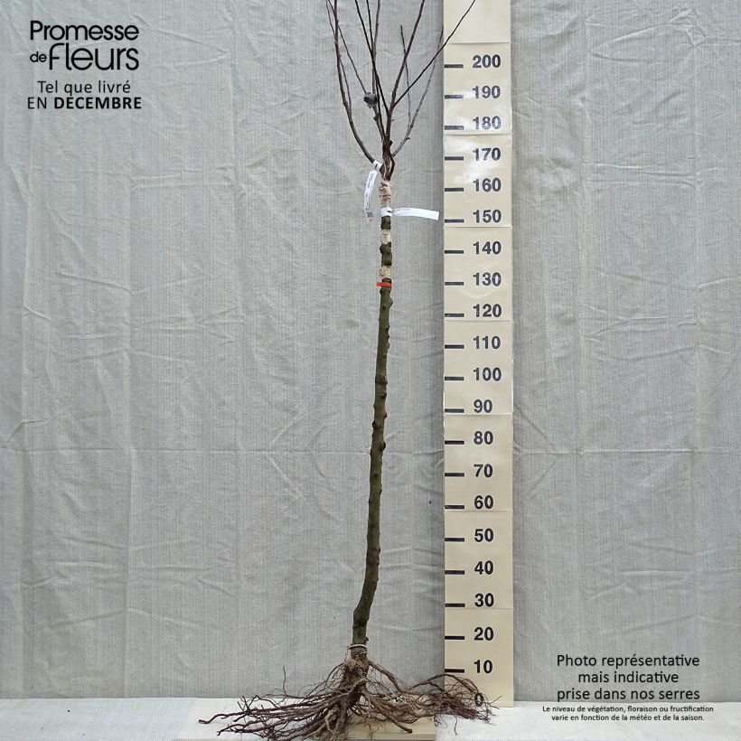 Apple Tree Double Belle Fleur - Malus domestica Bare root, Half standard sample as delivered in winter