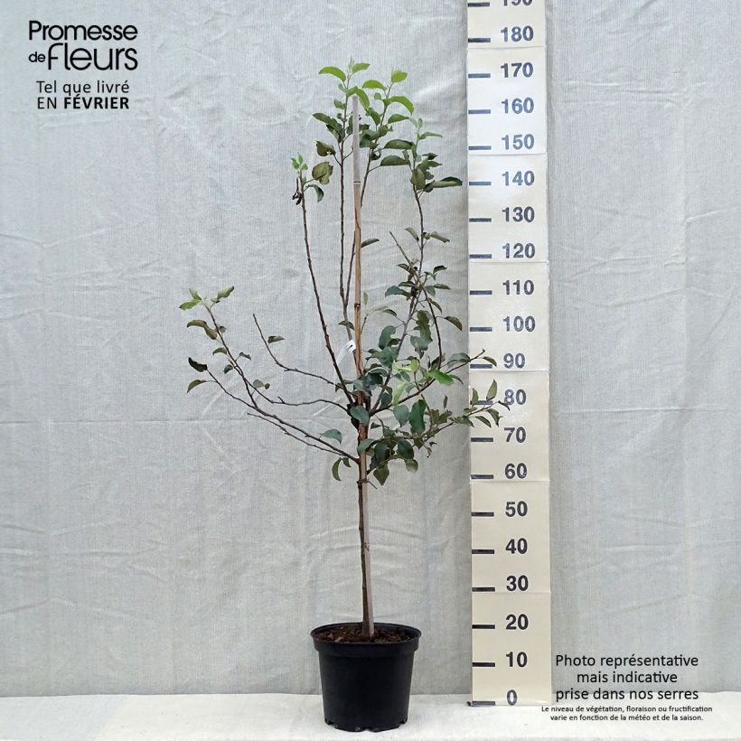 Apple Tree Fuji - Malus domestica 7.5L/10L pot, Goblet sample as delivered in autumn