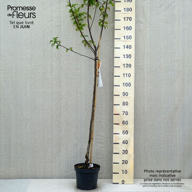 Apple Tree Gala - Malus domestica 7.5L/10L pot, Half standard sample as delivered in spring