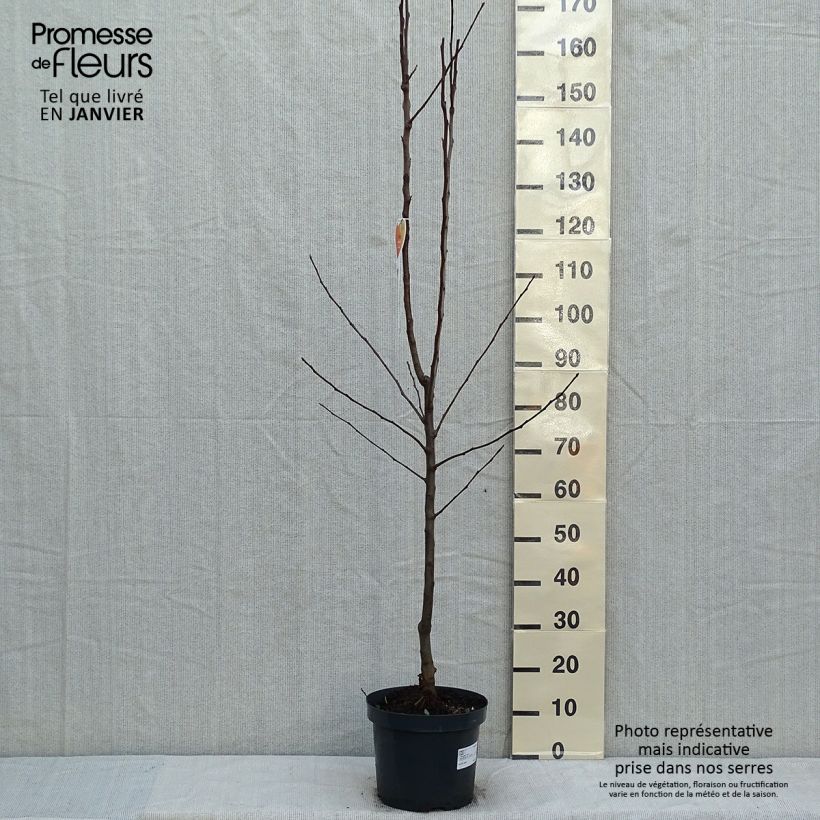 Apple Tree Gala - Malus domestica 7.5L/10L pot, Goblet sample as delivered in winter