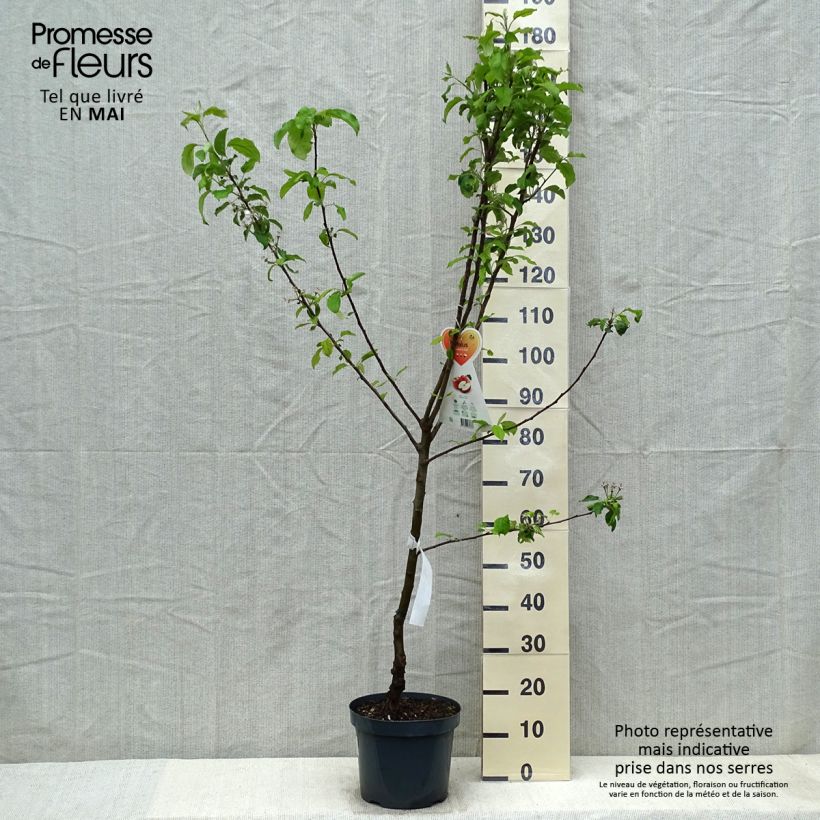 Apple Tree Gala - Malus domestica 7.5L/10L pot, Goblet sample as delivered in spring
