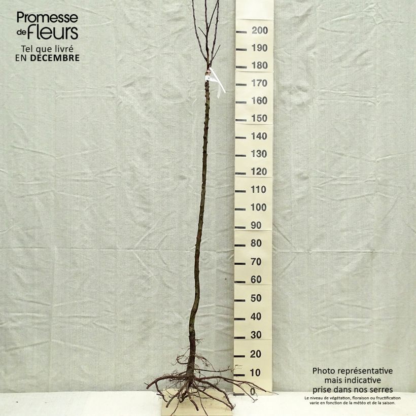 Apple Tree Gloster - Malus domestica Bare root, Half standard sample as delivered in winter