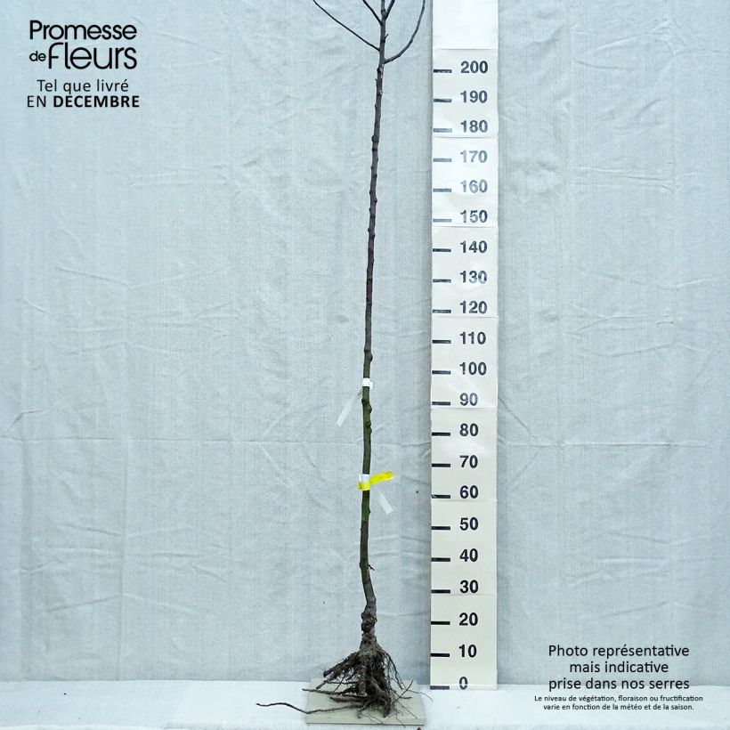 Apple Tree Gloster - Malus domestica Bare root, Standard sample as delivered in winter