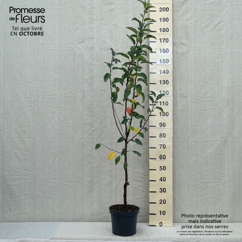 Apple Tree Gloster - Malus domestica 7.5L/10L pot, Goblet sample as delivered in autumn