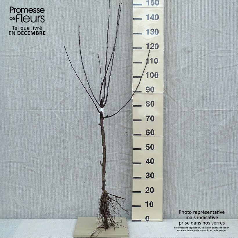 Apple Tree Gloster - Malus domestica Bare root, Goblet sample as delivered in winter