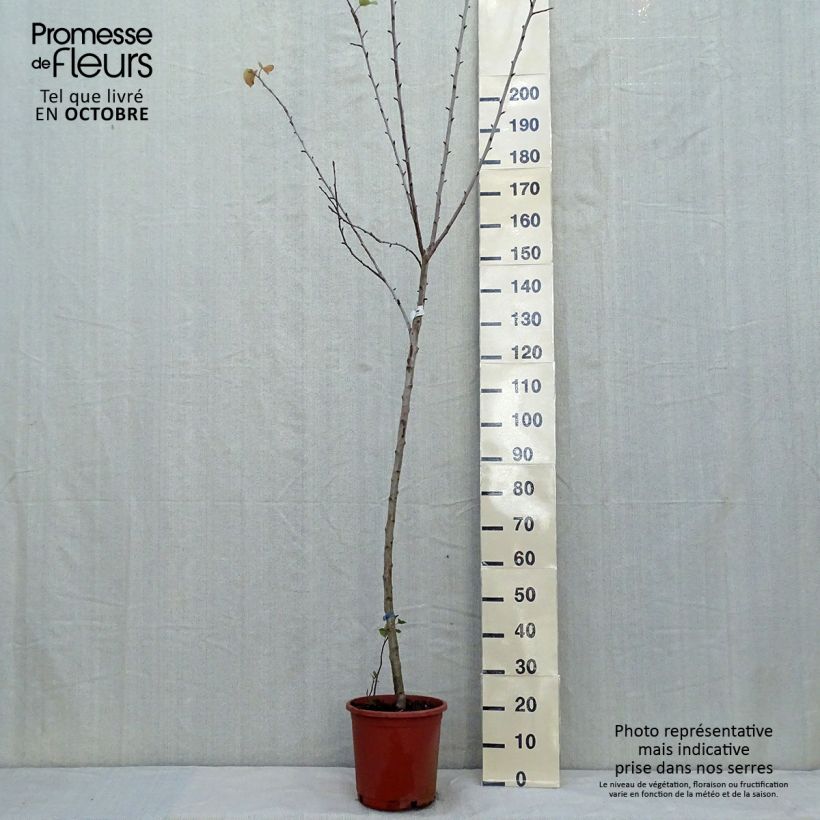 Malus domestica Golden Delicious - Golden Delicious Apple 7.5L/10L pot, Half standard sample as delivered in autumn