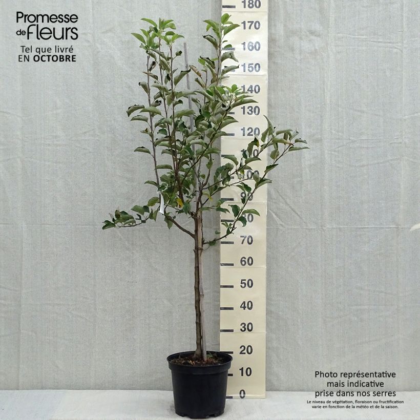 Malus domestica Golden Delicious - Golden Delicious Apple 7.5L/10L pot, Goblet sample as delivered in autumn