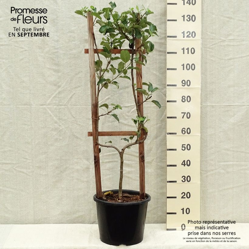 Malus domestica Golden Delicious - Golden Delicious Apple 7.5L/10L pot, Single u-shaped espalier sample as delivered in autumn