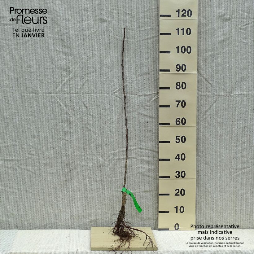 Apple Tree Grand Alexandre - Malus domestica Bare root, Scion sample as delivered in winter
