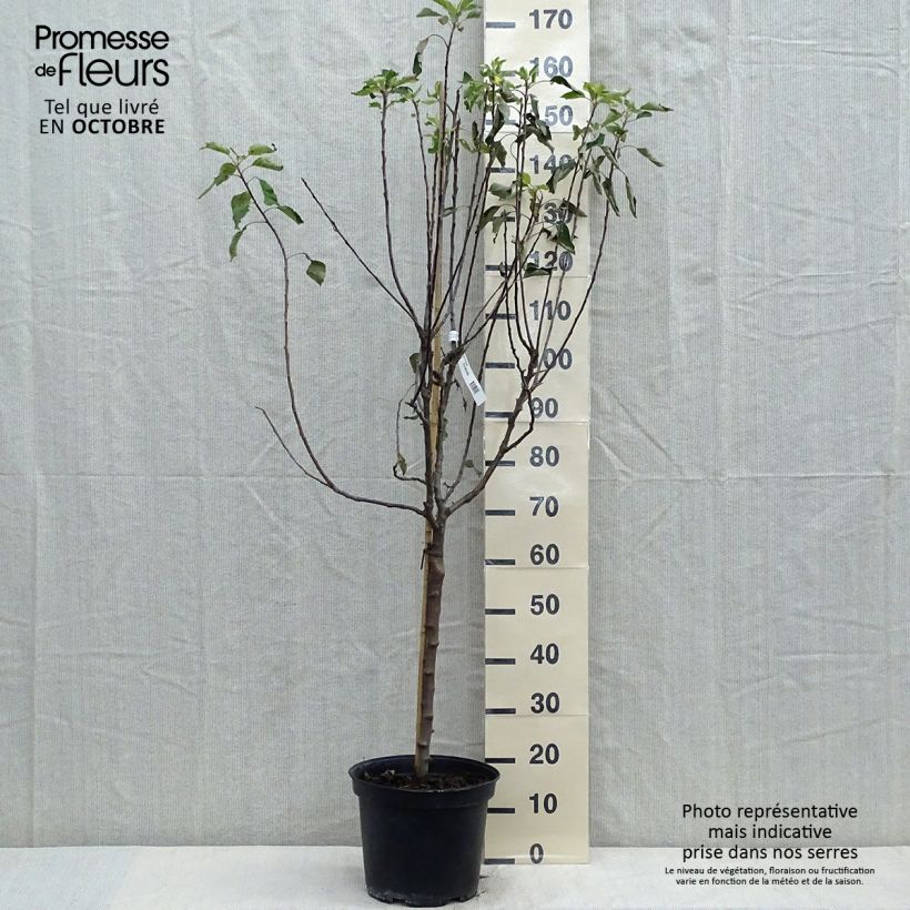 Apple Tree Grand Alexandre - Malus domestica 7.5L/10L pot, Goblet sample as delivered in autumn