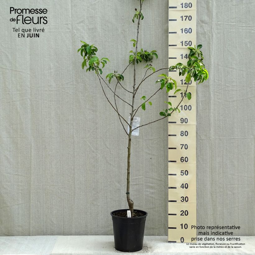 Apple Tree Granny Smith - Malus domestica 7.5L/10L pot, Goblet sample as delivered in spring