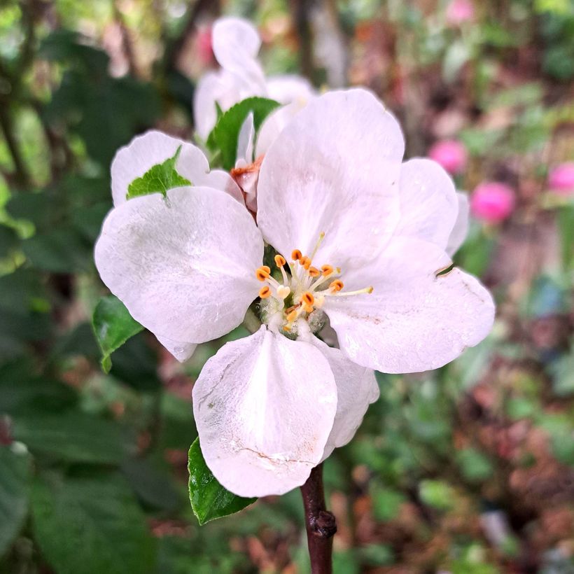 Apple Tree Gravenstein - Malus domestica (Flowering)