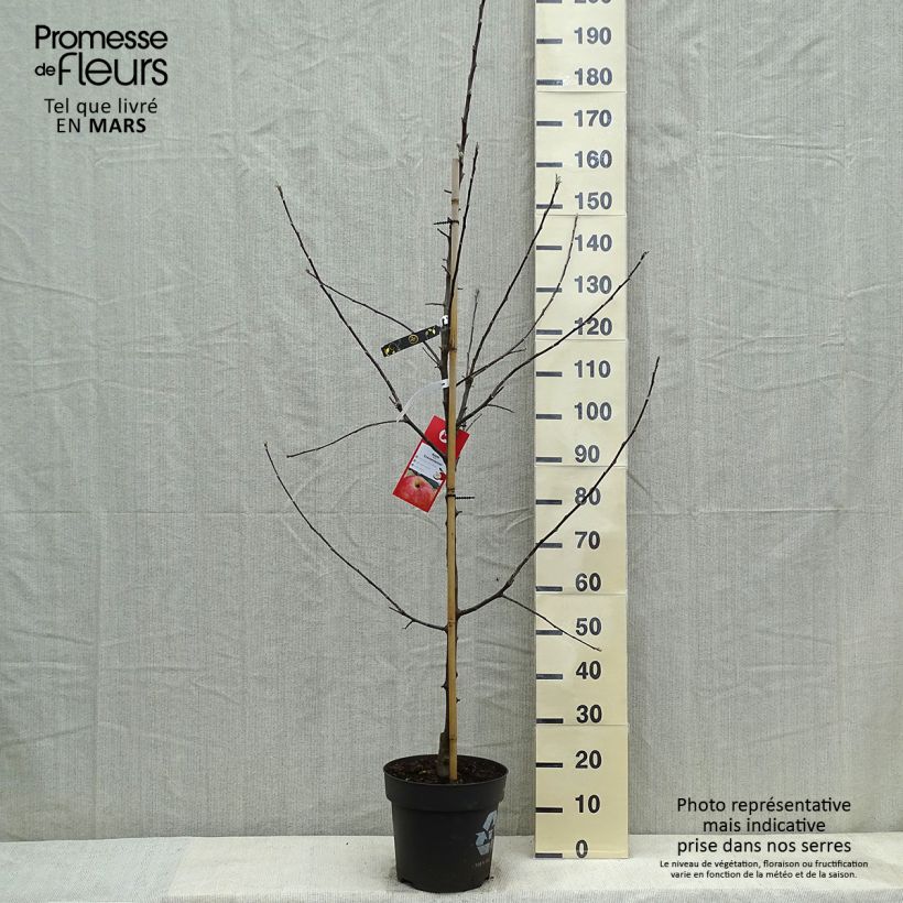 Apple Tree Gravenstein - Malus domestica 7.5L/10L pot, Goblet sample as delivered in spring