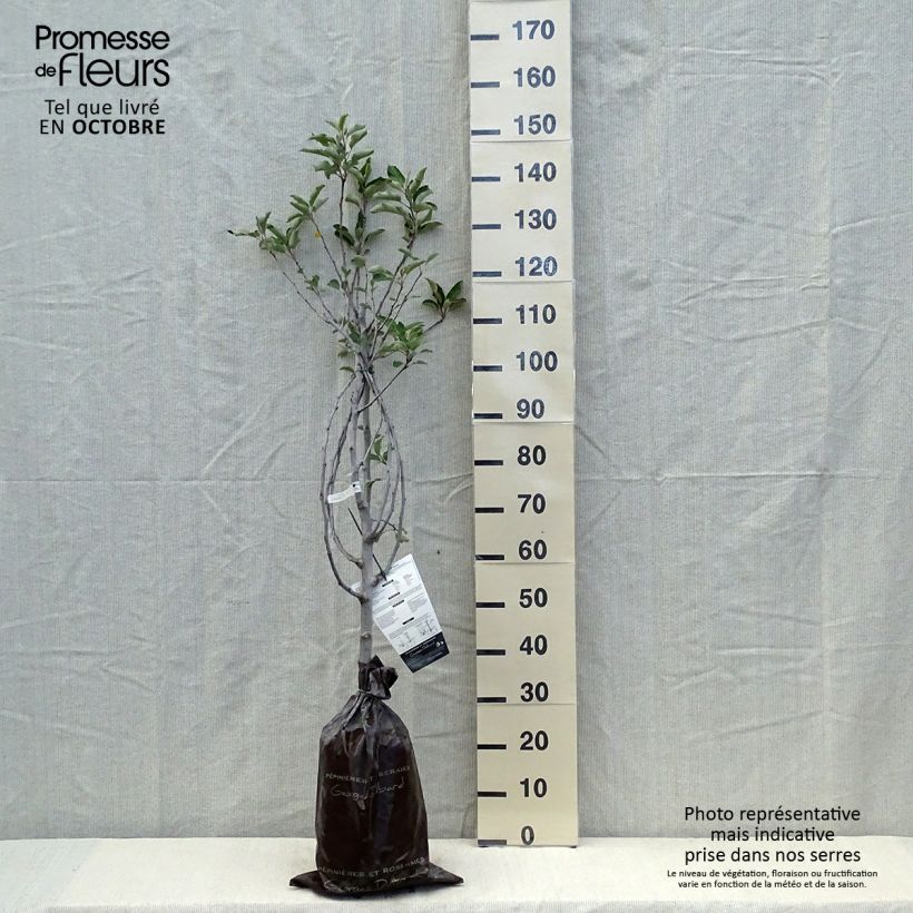 Apple Tree Harmonie - Malus domestica Ready-to-plant root ball, Goblet sample as delivered in autumn