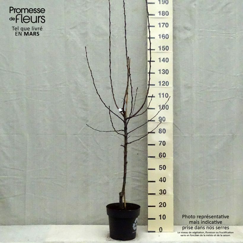 Apple Tree James Grieve - Malus domestica 7.5L/10L pot, Goblet sample as delivered in spring
