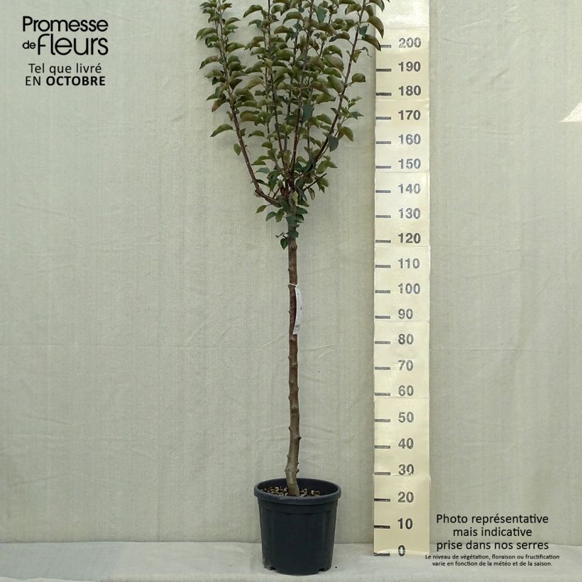 Apple Tree Jonagold - Malus domestica 7.5L/10L pot, Half standard sample as delivered in autumn