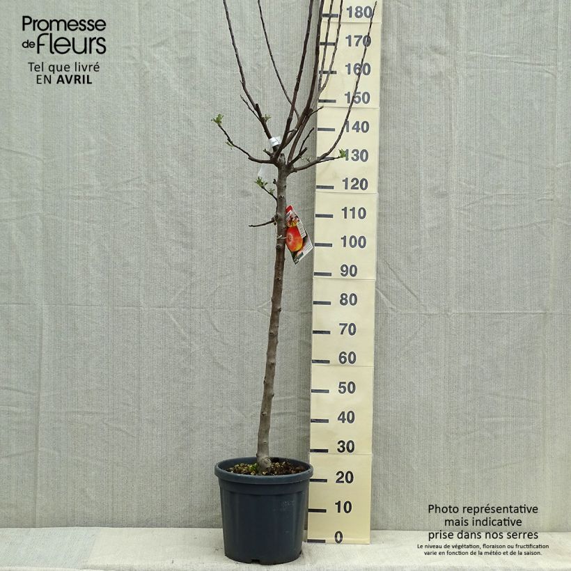 Apple Tree Jonagold - Malus domestica 7.5L/10L pot, Half standard sample as delivered in spring