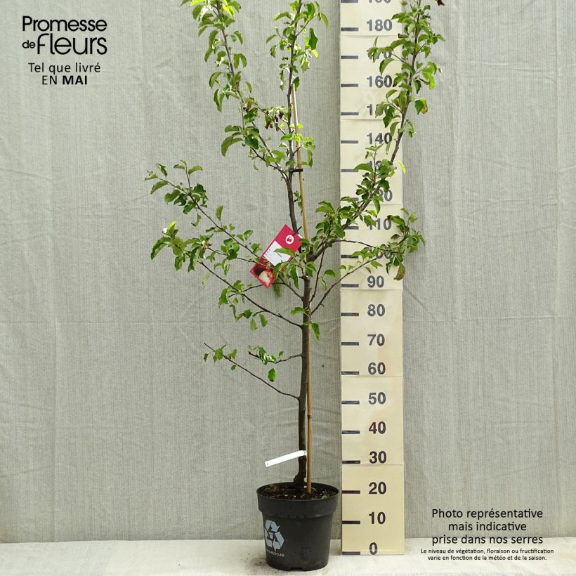 Apple Tree Jonagold - Malus domestica 7.5L/10L pot, Goblet sample as delivered in spring