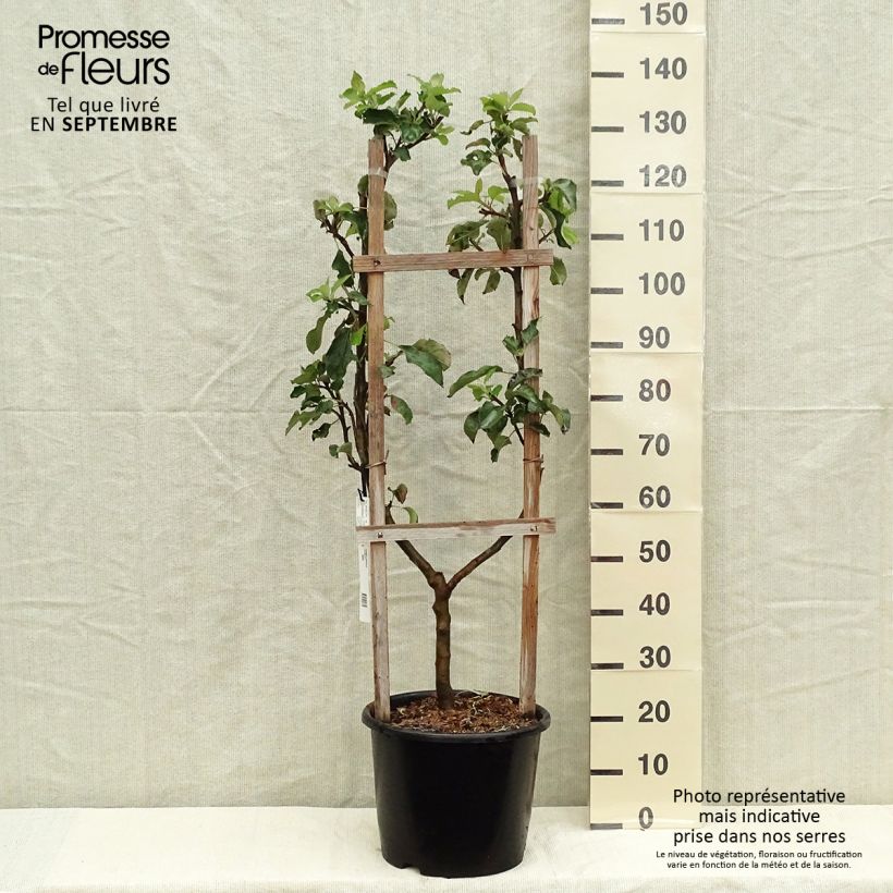 Apple Tree Jonagold - Malus domestica 7.5L/10L pot, Single u-shaped espalier sample as delivered in autumn
