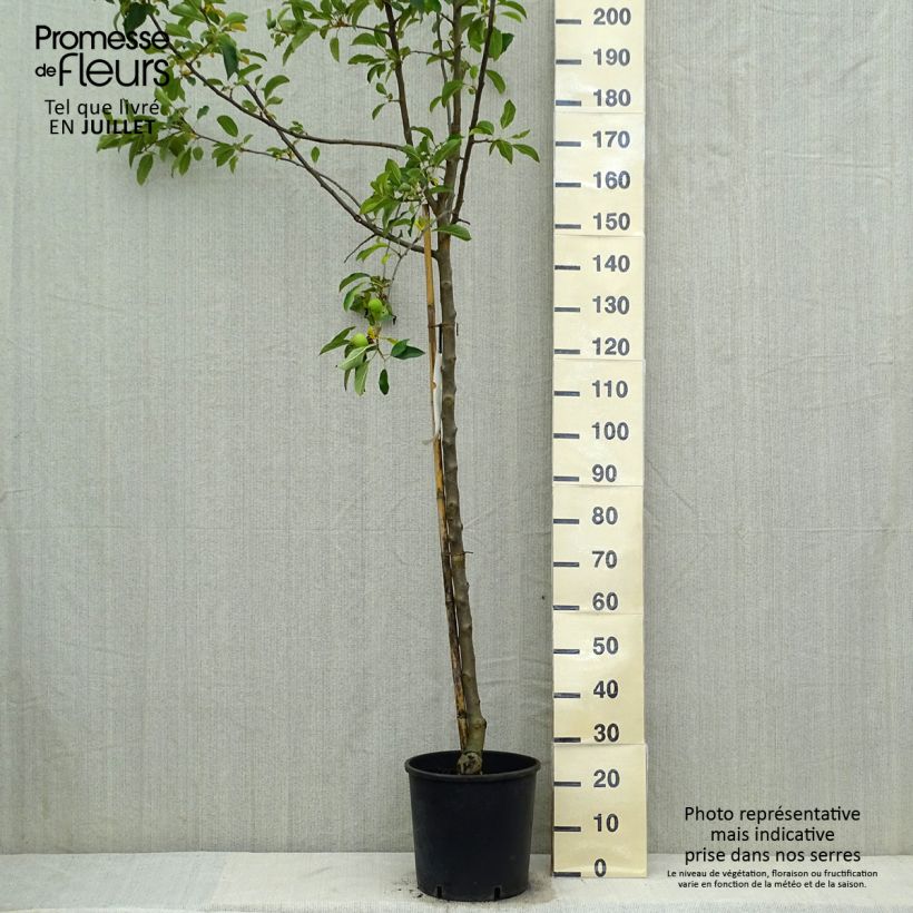 Pommier Idared - Malus domestica Pot de 12L/15L, Demi-Tige sample as delivered in summer