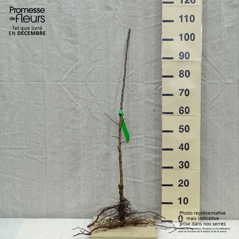 Apple Tree Museau de Lièvre - Malus domestica Bare root, Scion sample as delivered in winter