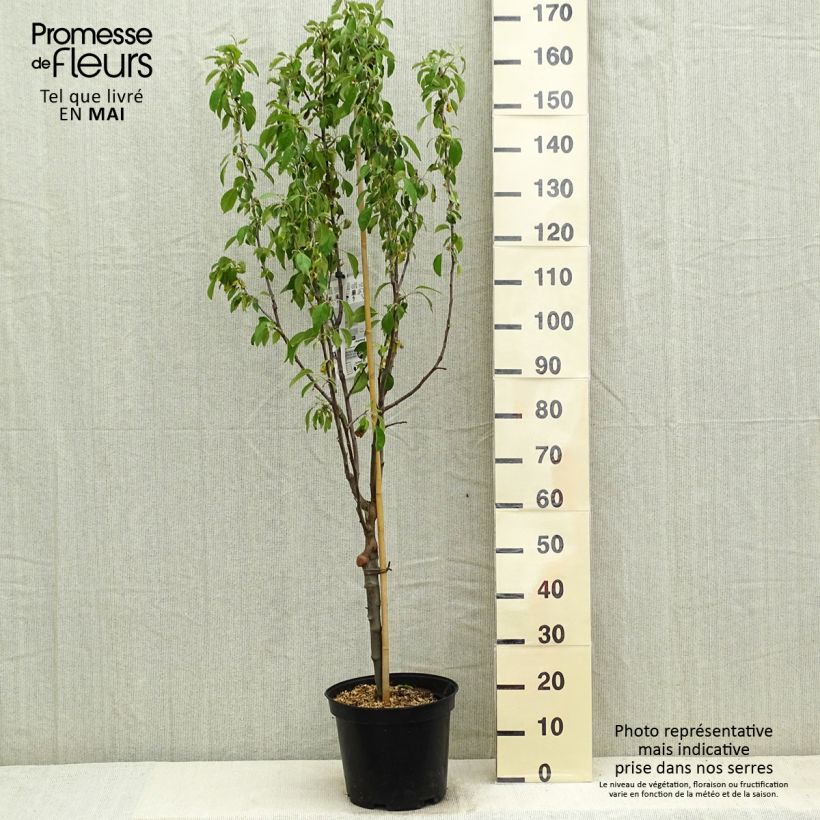 Apple Tree Museau de Lièvre - Malus domestica 7.5L/10L pot, Goblet sample as delivered in spring