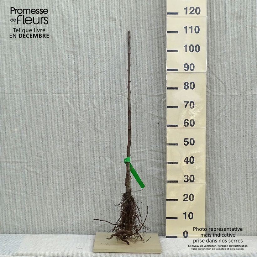 Apple Tree Winter Rambour - Malus domestica Bare root, Scion sample as delivered in winter