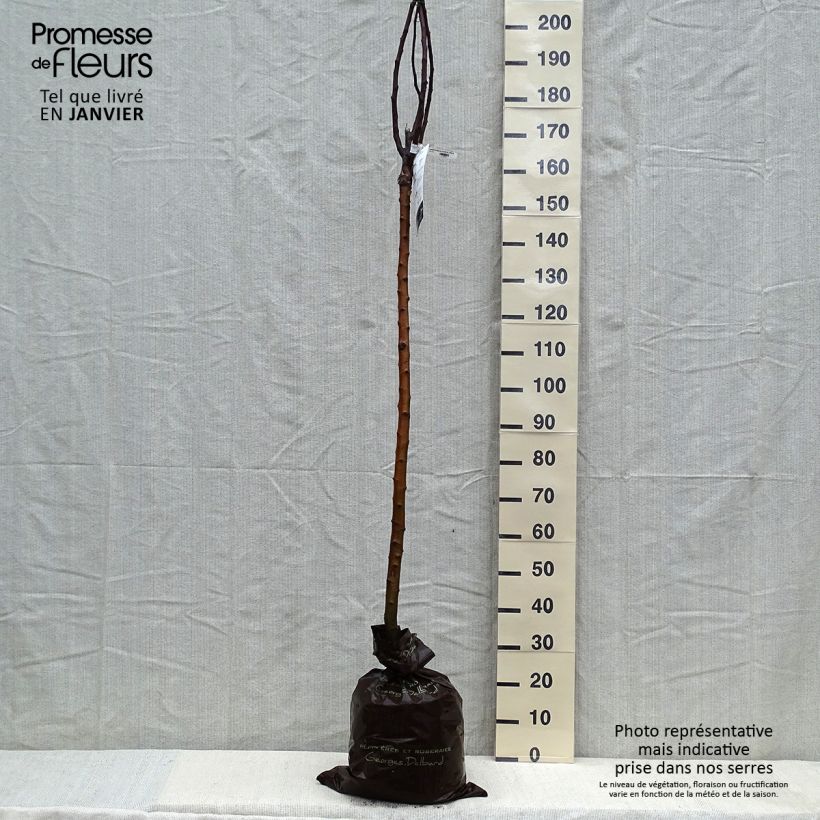 Apple Tree Winter Rambour - Malus domestica Ready-to-plant root ball, Half standard sample as delivered in winter