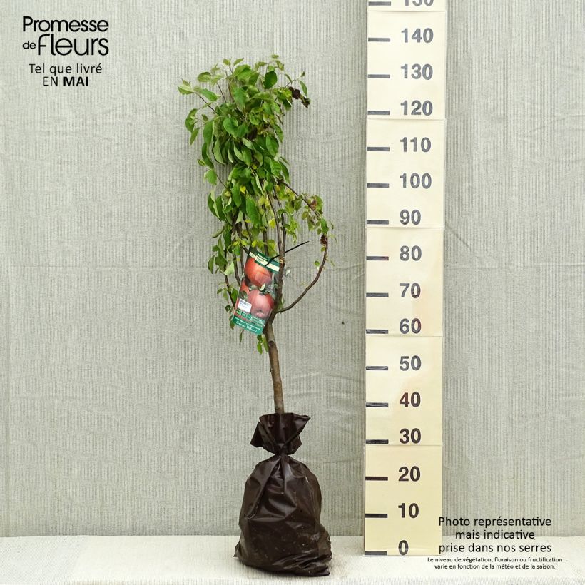 Apple Tree Regali Apple Tree - Georges Delbard Ready-to-plant root ball, Goblet sample as delivered in spring