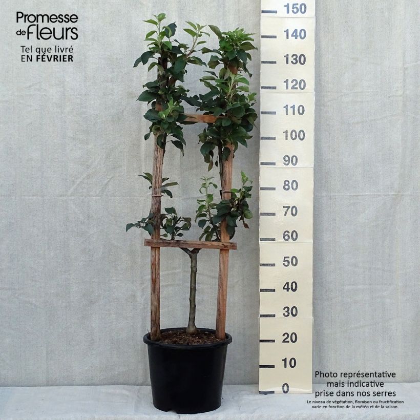 Apple Tree Reine des Reinettes 7.5L/10L pot, Single u-shaped espalier sample as delivered in autumn