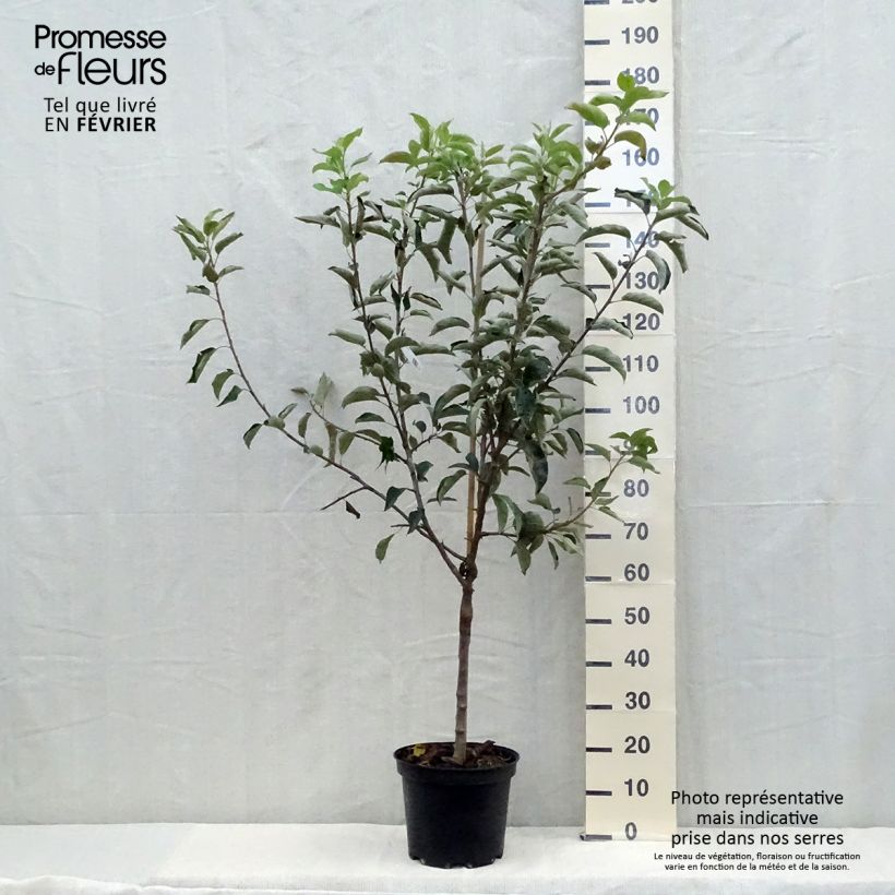 Apple Tree Reinette Clochard - Malus domestica 7.5L/10L pot, Goblet sample as delivered in autumn