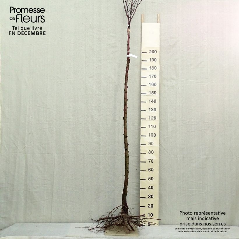 Apple Tree Reinette de France - Malus domestica Bare root, Standard sample as delivered in winter