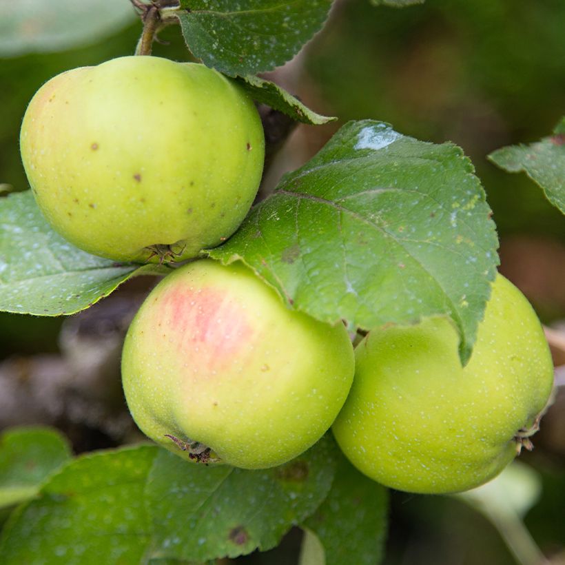 Organic Apple Tree Reinette dAnjou - Malus domestica (Harvest)