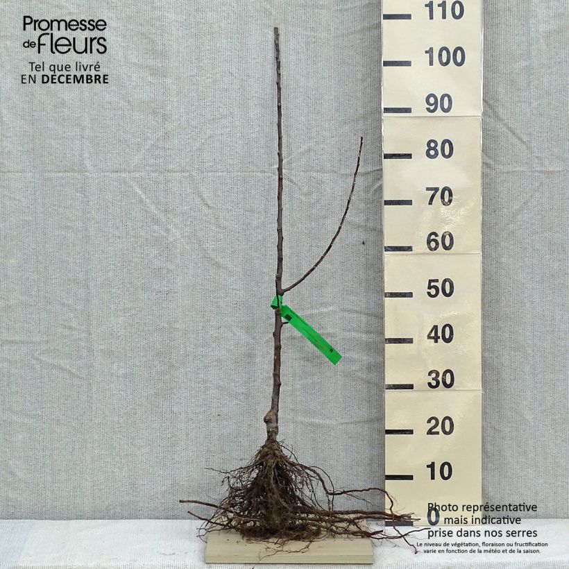 Organic Apple Tree Reinette dAnjou - Malus domestica Bare root, Scion sample as delivered in winter