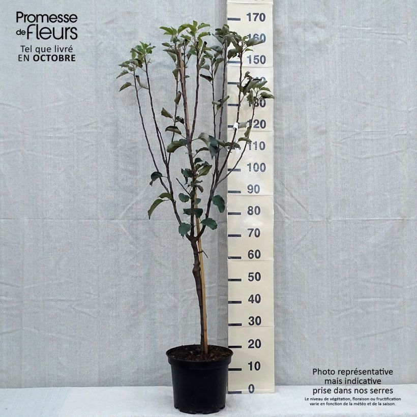Apple Tree Reinette de Brive - Malus domestica 7.5L/10L pot, Goblet sample as delivered in autumn