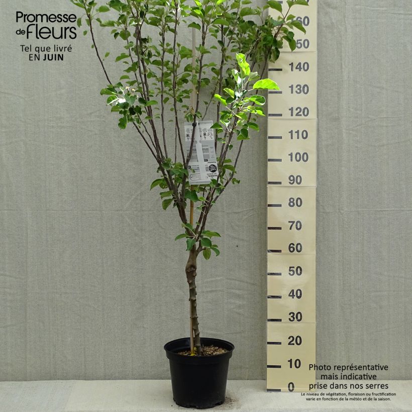 Apple Tree Reinette de Caux - Malus domestica 7.5L/10L pot, Goblet sample as delivered in spring