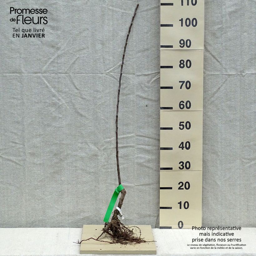 Organic Apple Tree Reinette Grise du Canada Bare root, Scion sample as delivered in winter