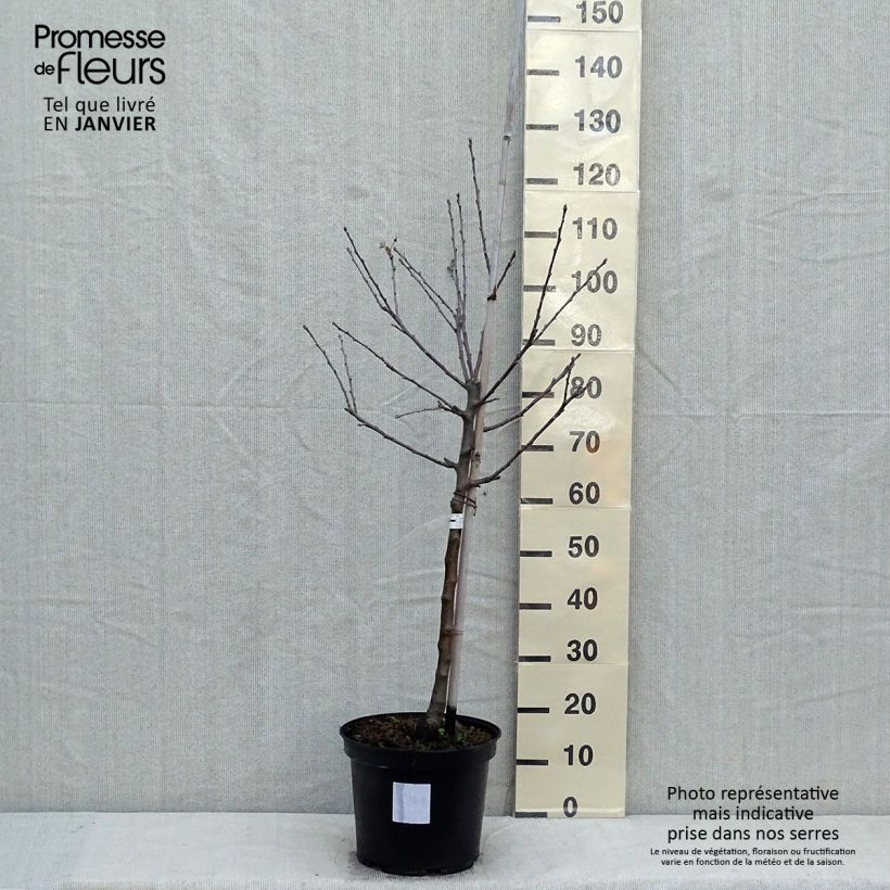 Apple Tree Reinette Grise du Canada 7.5L/10L pot, Goblet sample as delivered in winter