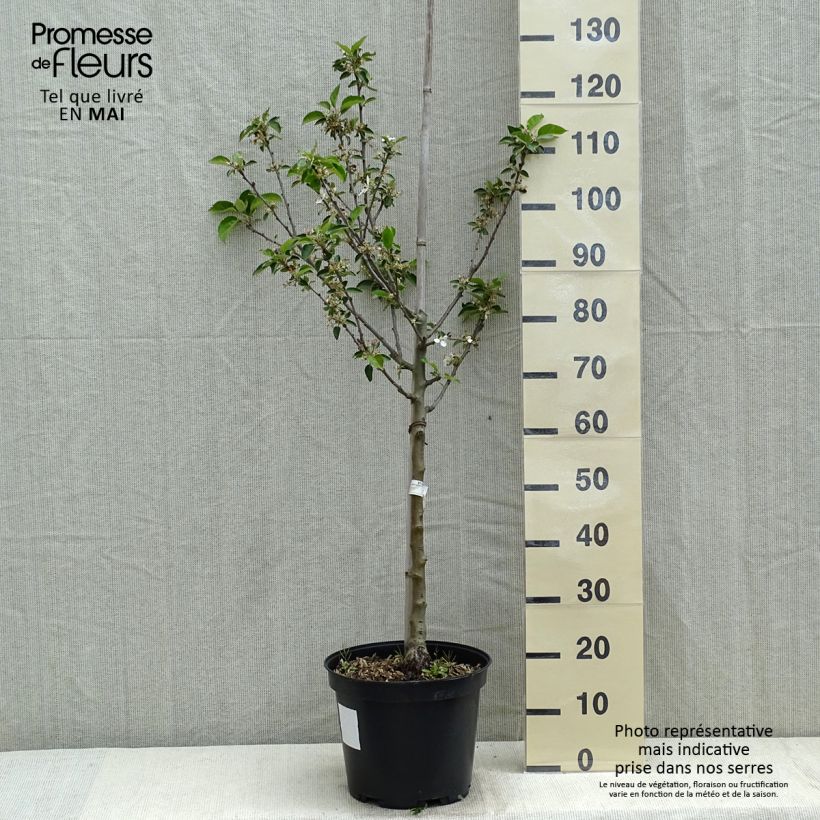 Apple Tree Reinette Grise du Canada 7.5L/10L pot, Goblet sample as delivered in spring