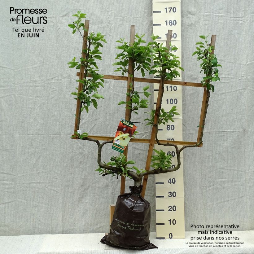 Apple Tree Royale Delbard Delfloga - Georges Delbard Ready-to-plant root ball, Double u-shaped espalier sample as delivered in spring