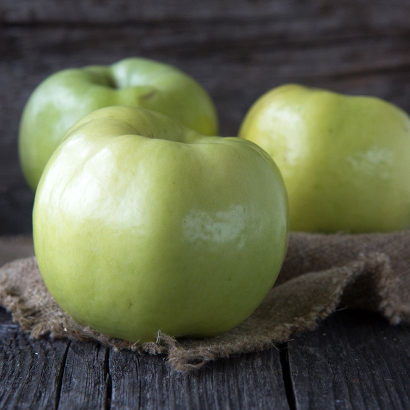 Organic Apple Tree Transparente Blanche - Malus domestica (Harvest)